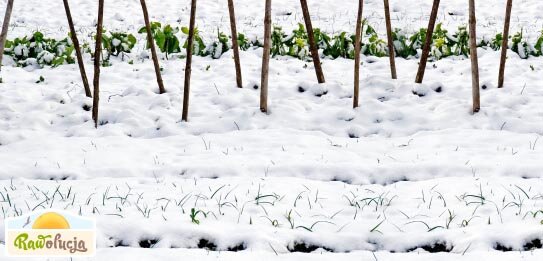 Raw food zimą – warzywa ekologiczne kontra lokalne